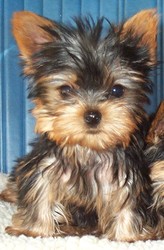 Exquisite Yorkshire Terrier Puppy For Adoption
